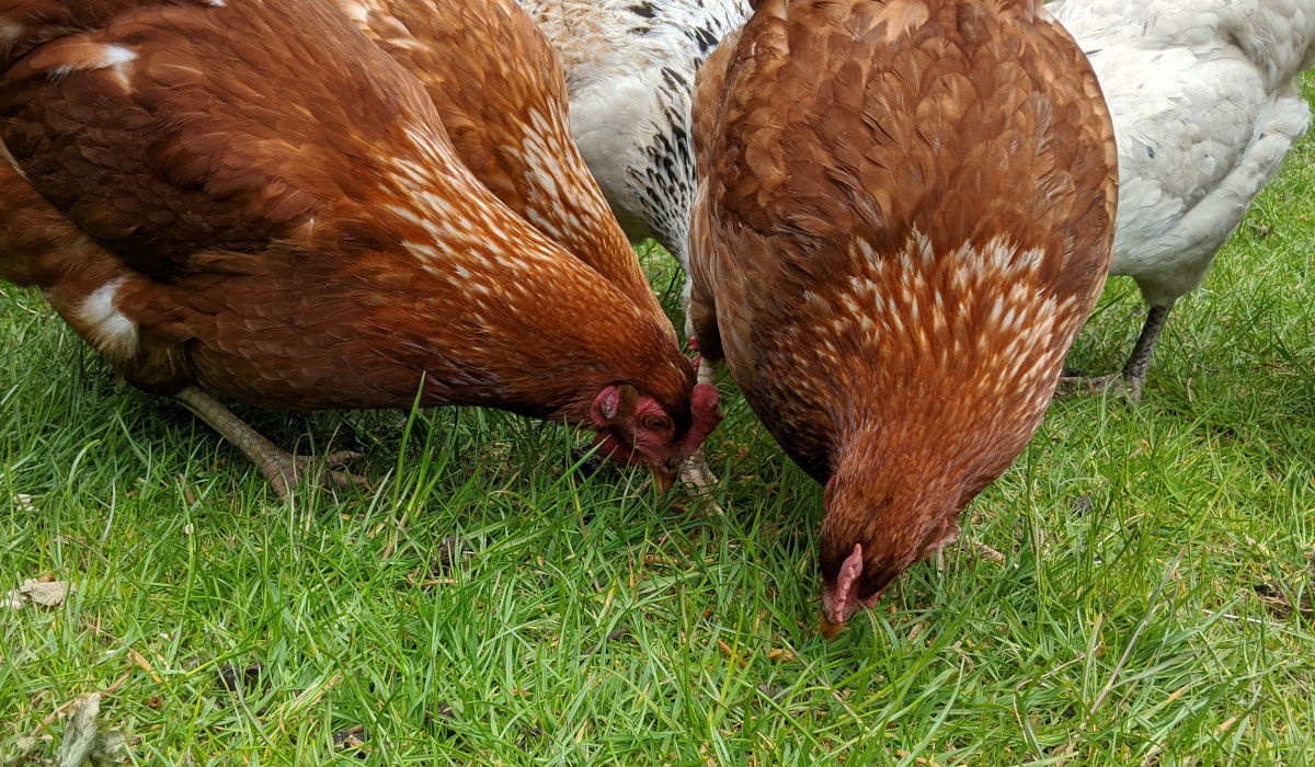 Feeding broiler chickens. Which feeds to use and how long to use them ...