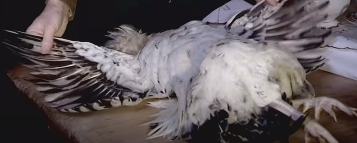 Plucking older birds is more difficult.