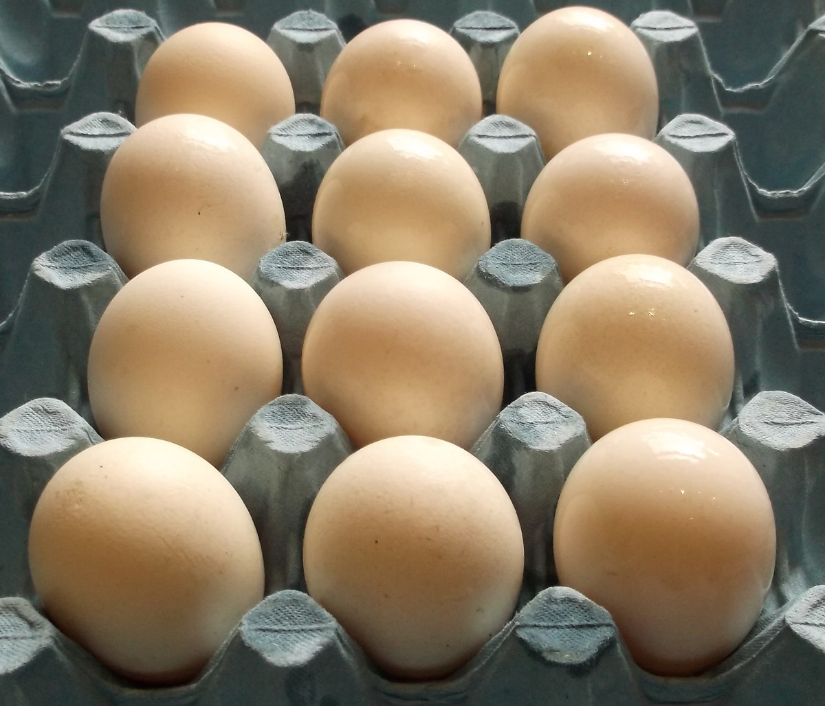 a dozen la Bresse Gauloise eggs from my breeding flock