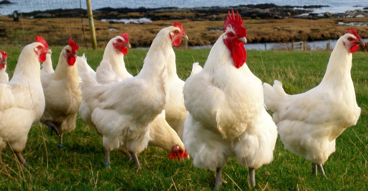 The pasture Bresse chickens are raised on is key to their taste and texture.