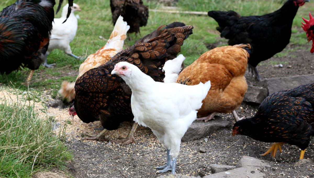 Two Bresse hens with my mixed flock of chickens.