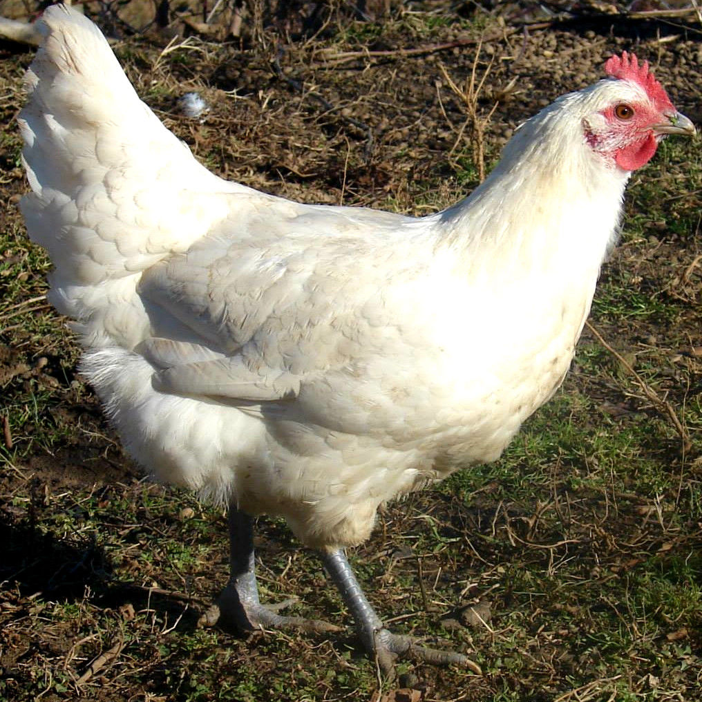 What do La Bresse Gauloise chickens look like? With close up images